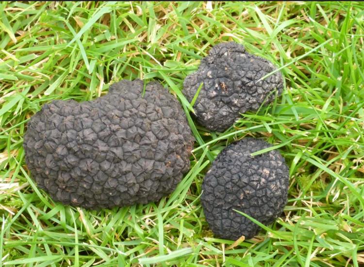 Isle of Bute truffles and the amazing blue mushroom