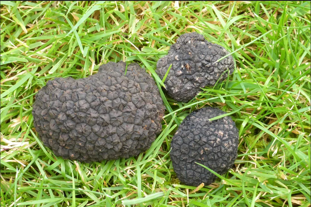 Isle of Bute truffles and the amazing blue mushroom