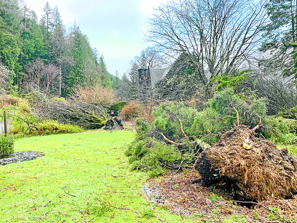 Extensive storm damage at Benmore Botanic Garden