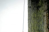 Arborists restore Benmore Gardens after Storm Éowyn