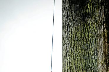 Arborists restore Benmore Gardens after Storm Éowyn