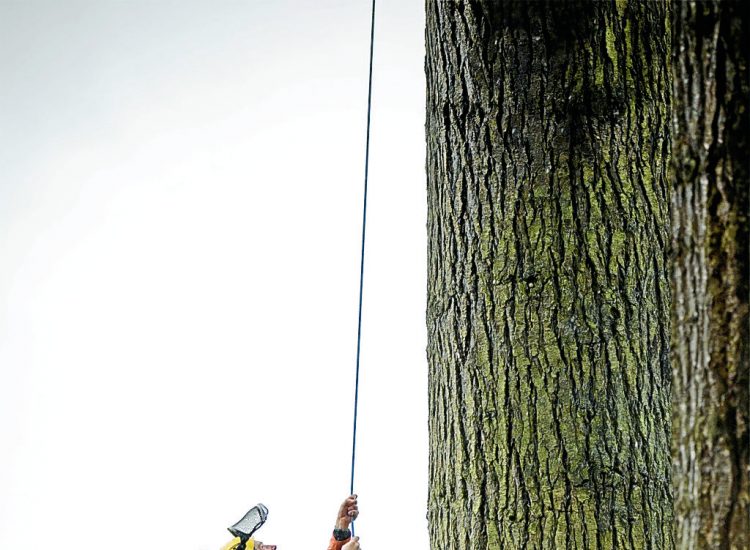 Arborists restore Benmore Gardens after Storm Éowyn