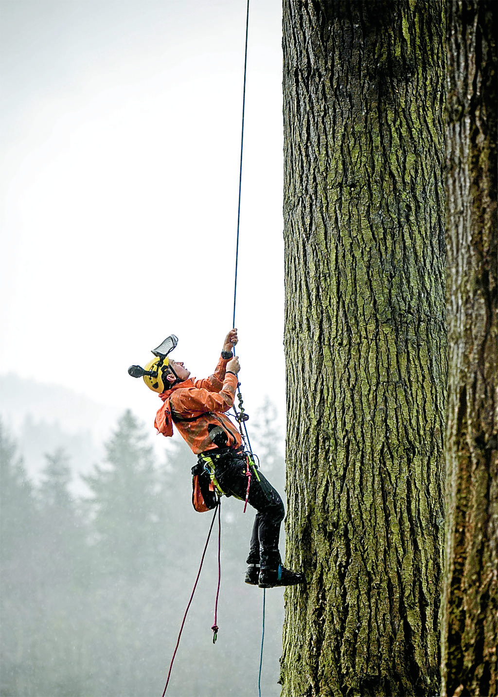 Arborists restore Benmore Gardens after Storm Éowyn