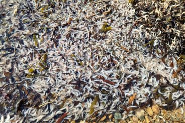 Hoards of shrimp wash up on Ardentinny shore