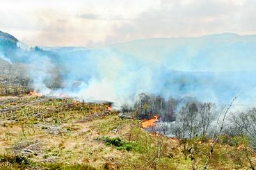 Wildfire devastates Bute Community Forest