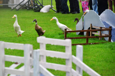 Cowal’s Day of Delights -Ducks on Parade – The Drakes of Hazard