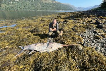 Rare marine visitors spotted in local waters