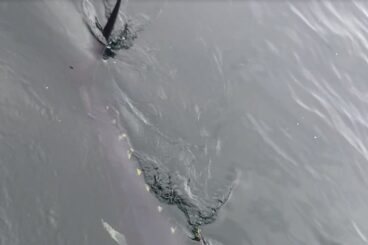 Brandane couple stunned as they film giant fish in Kyles