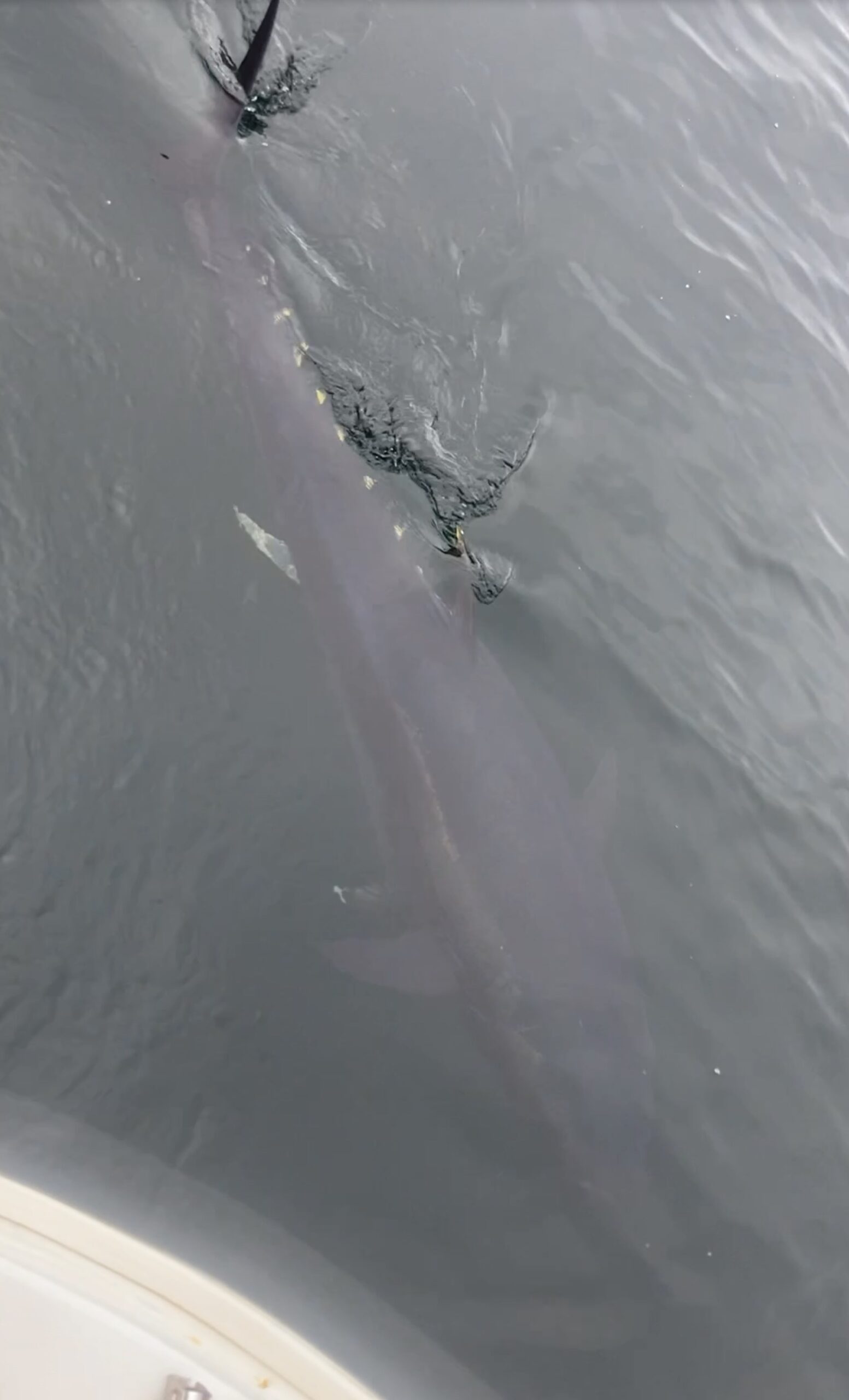 Brandane couple stunned as they film giant fish in Kyles
