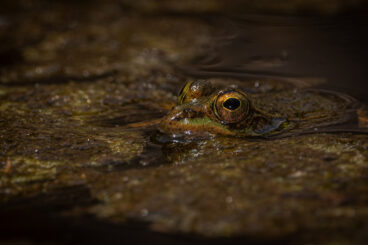 Cowal Camera Club First Competition of the Season Strong entries and local talent on show