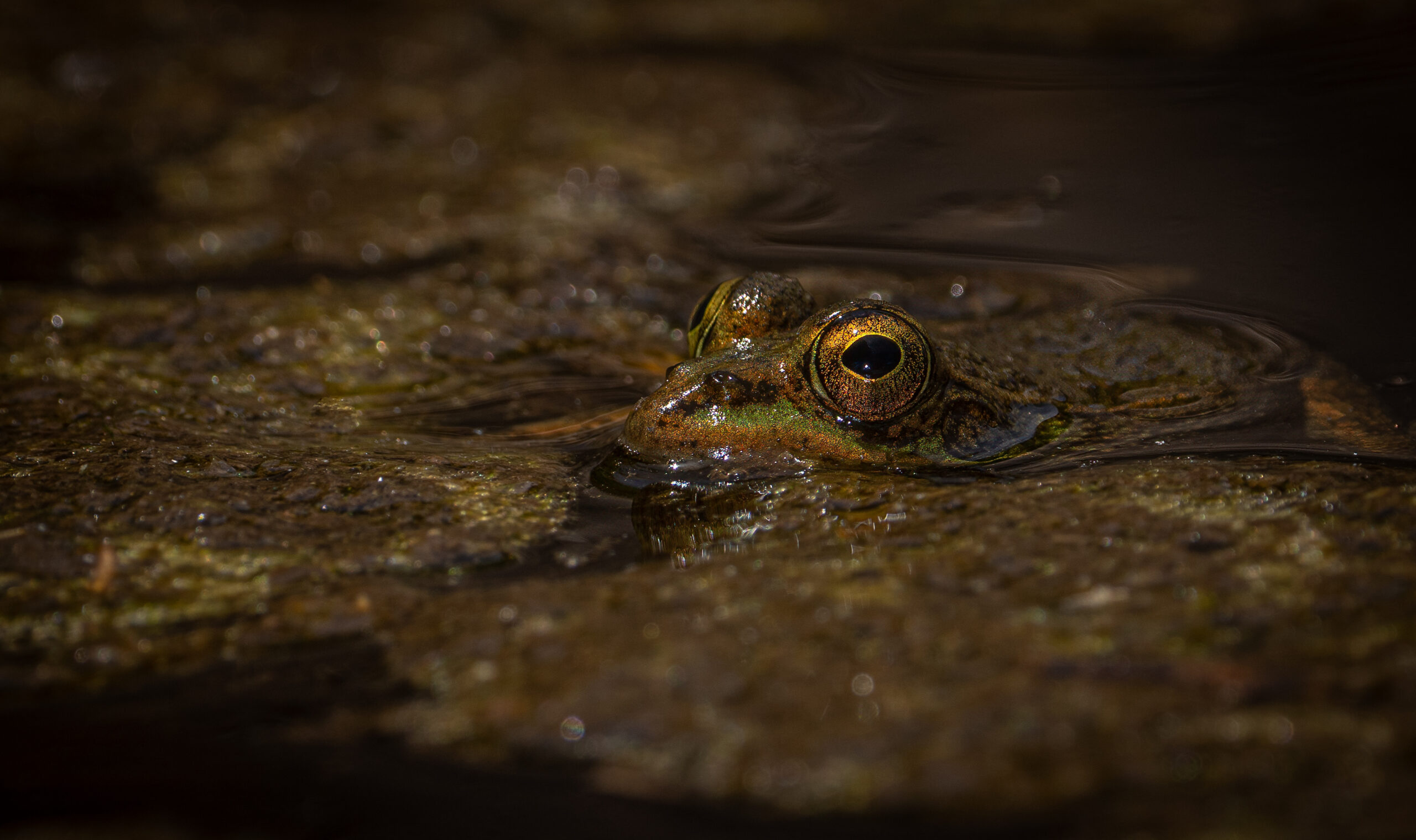 Cowal Camera Club First Competition of the Season Strong entries and local talent on show