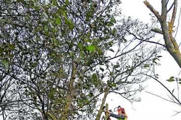 Bute Conservation volunteers get back to work