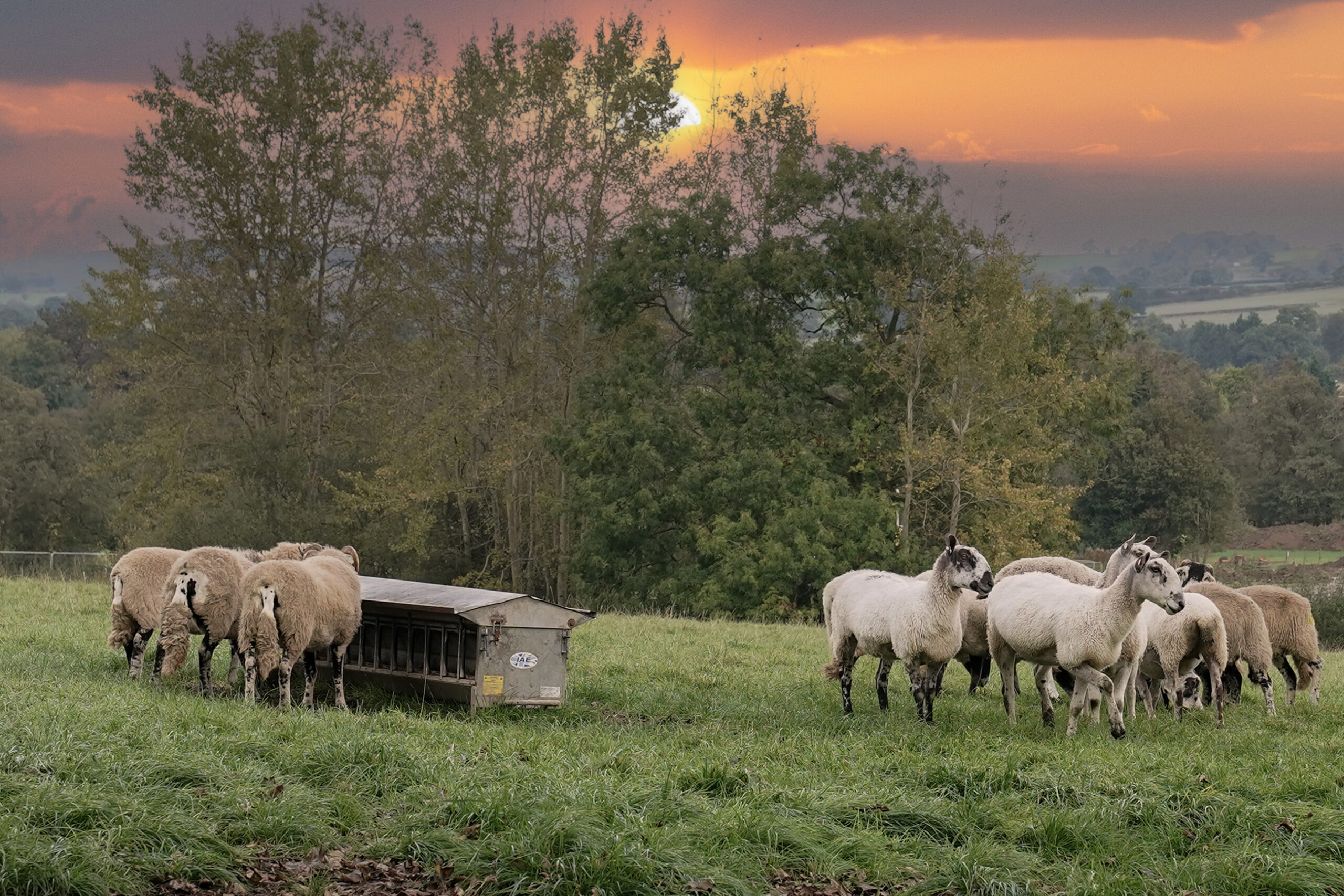 Government data highlights winter risk of trace element deficiencies in ewes