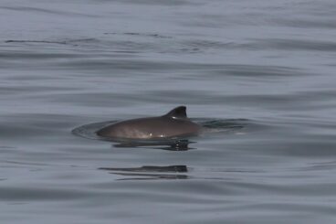 Fin-tastic: marine sightings on CalMac routes double