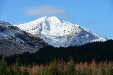 Rare mountain plants to be restored at Ben Lui