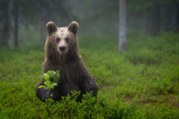 High standard on show at Cowal Camera Club nature competition