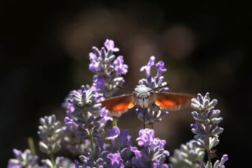Cowal Camera Club wraps up season with impressive showcase