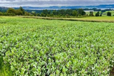 Scientists explore how humble legumes could help future-proof farming