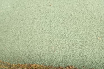 Winter moss blitz brings Colintraive green back into play