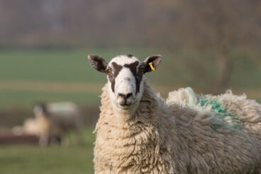 Summer checks can help prepare ewes for successful tupping season