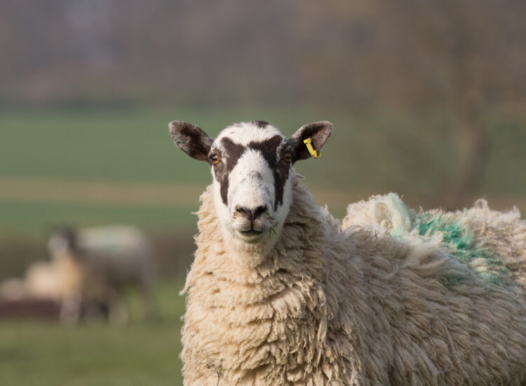 Summer checks can help prepare ewes for successful tupping season