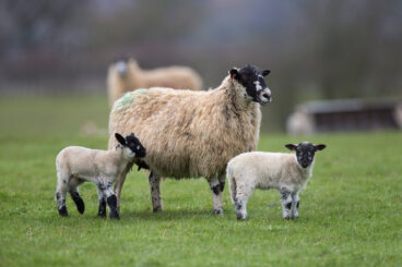 Farmers urged to check ewe condition at weaning