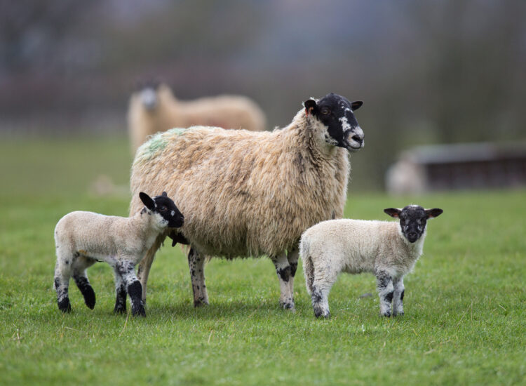 Farmers urged to check ewe condition at weaning