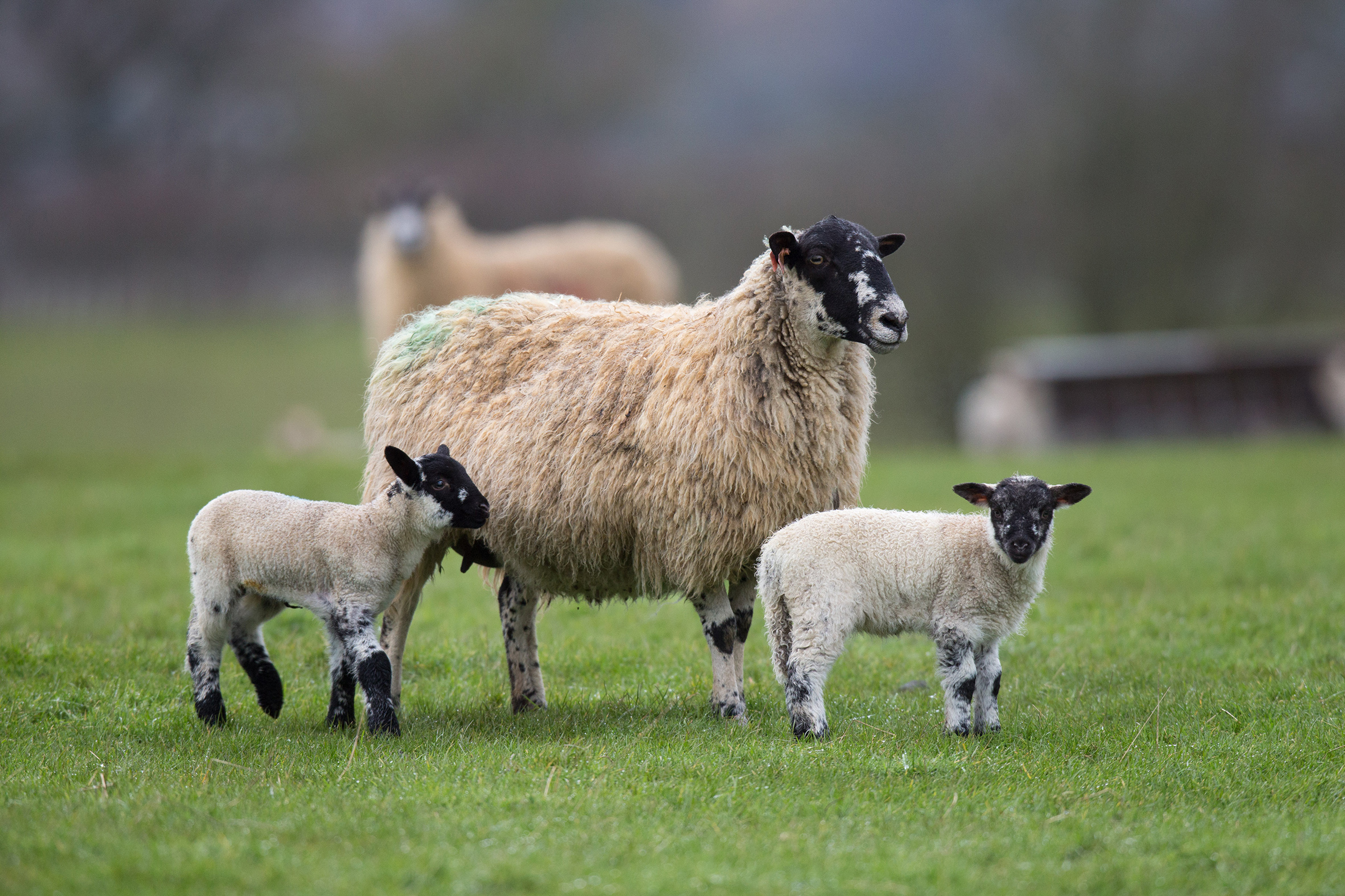 Farmers urged to check ewe condition at weaning