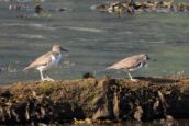 Rare breeding birds return to Holy Loch Nature Reserve