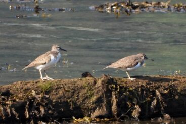 Rare breeding birds return to Holy Loch Nature Reserve