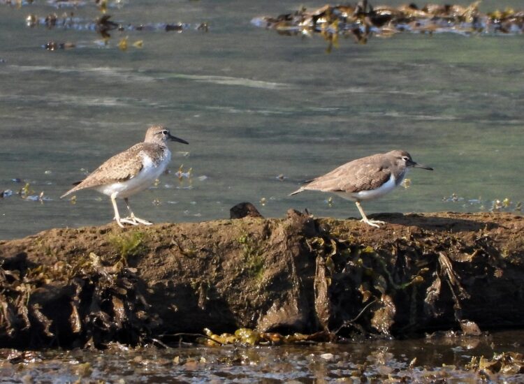 Rare breeding birds return to Holy Loch Nature Reserve