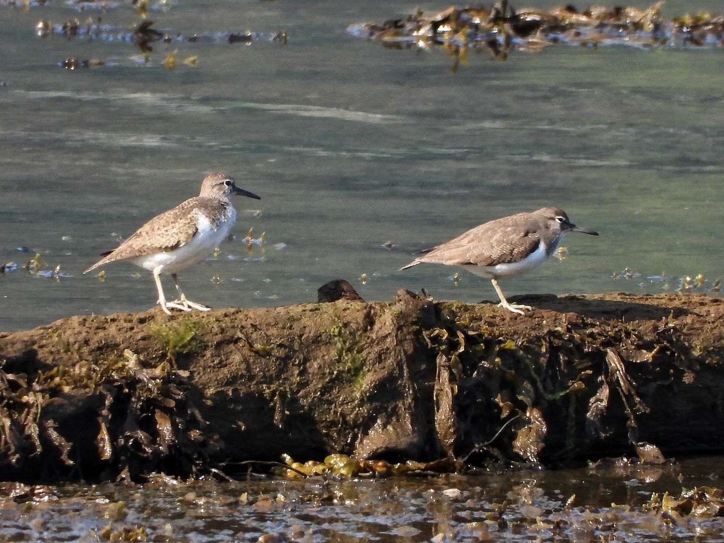 Rare breeding birds return to Holy Loch Nature Reserve