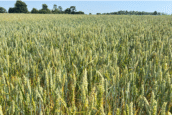 Call for action as extreme heat threatens future of farming, experts warn