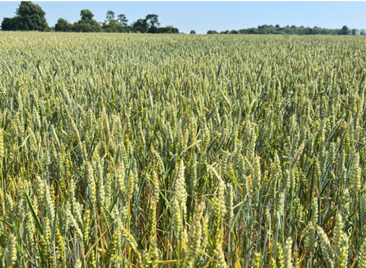 Call for action as extreme heat threatens future of farming, experts warn