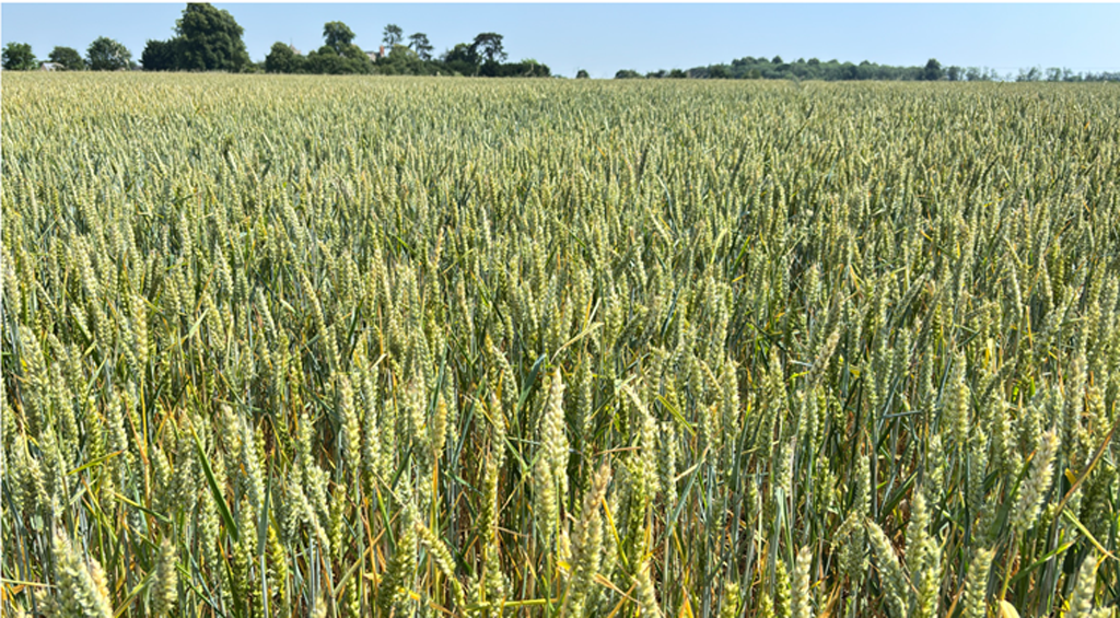Call for action as extreme heat threatens future of farming, experts warn