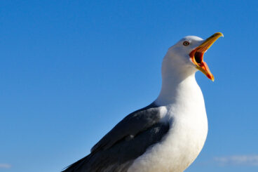 Seagull Feeding crisis prompts council advice