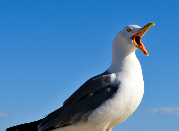 Seagull Feeding crisis prompts council advice