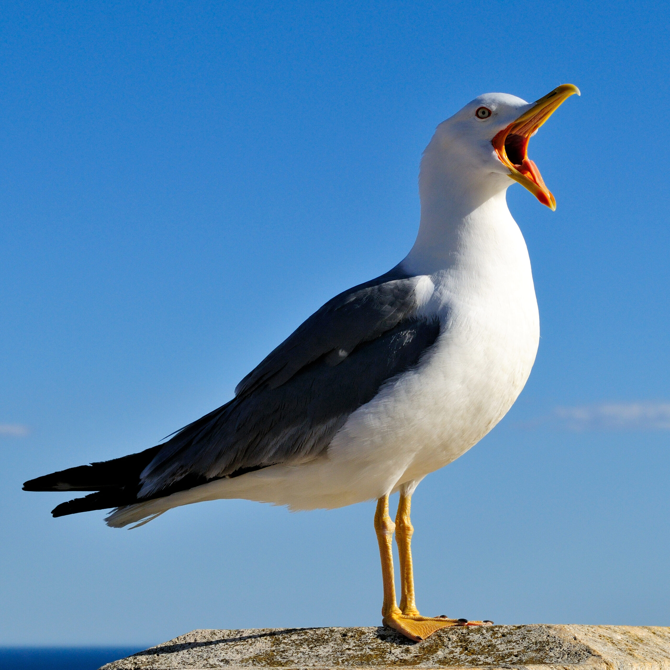Seagull Feeding crisis prompts council advice