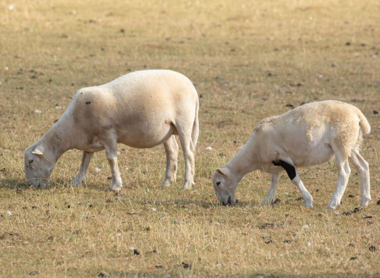 Farmers urged to focus on ewe condition ahead of tupping