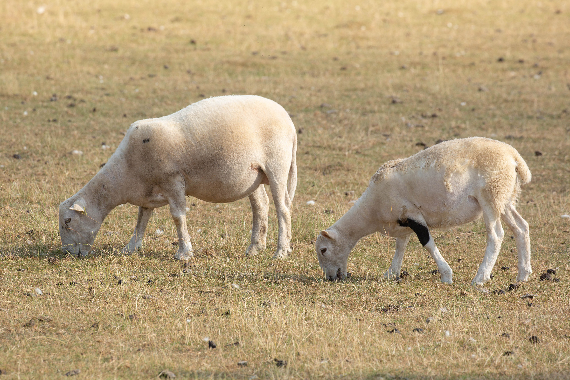 Farmers urged to focus on ewe condition ahead of tupping