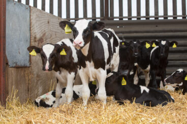 Farmers urged to maintain calf housing hygiene over winter