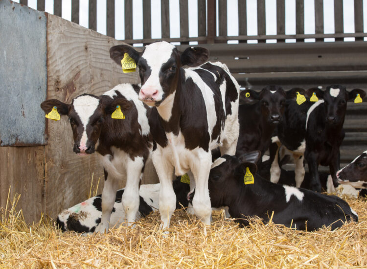 Farmers urged to maintain calf housing hygiene over winter