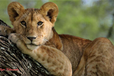 Cowal Camera Club members taken on photographic safari to Kenya