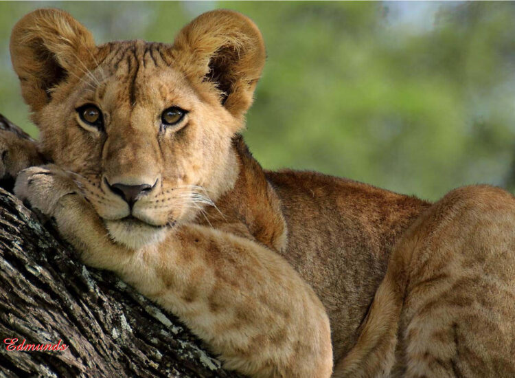 Cowal Camera Club members taken on photographic safari to Kenya