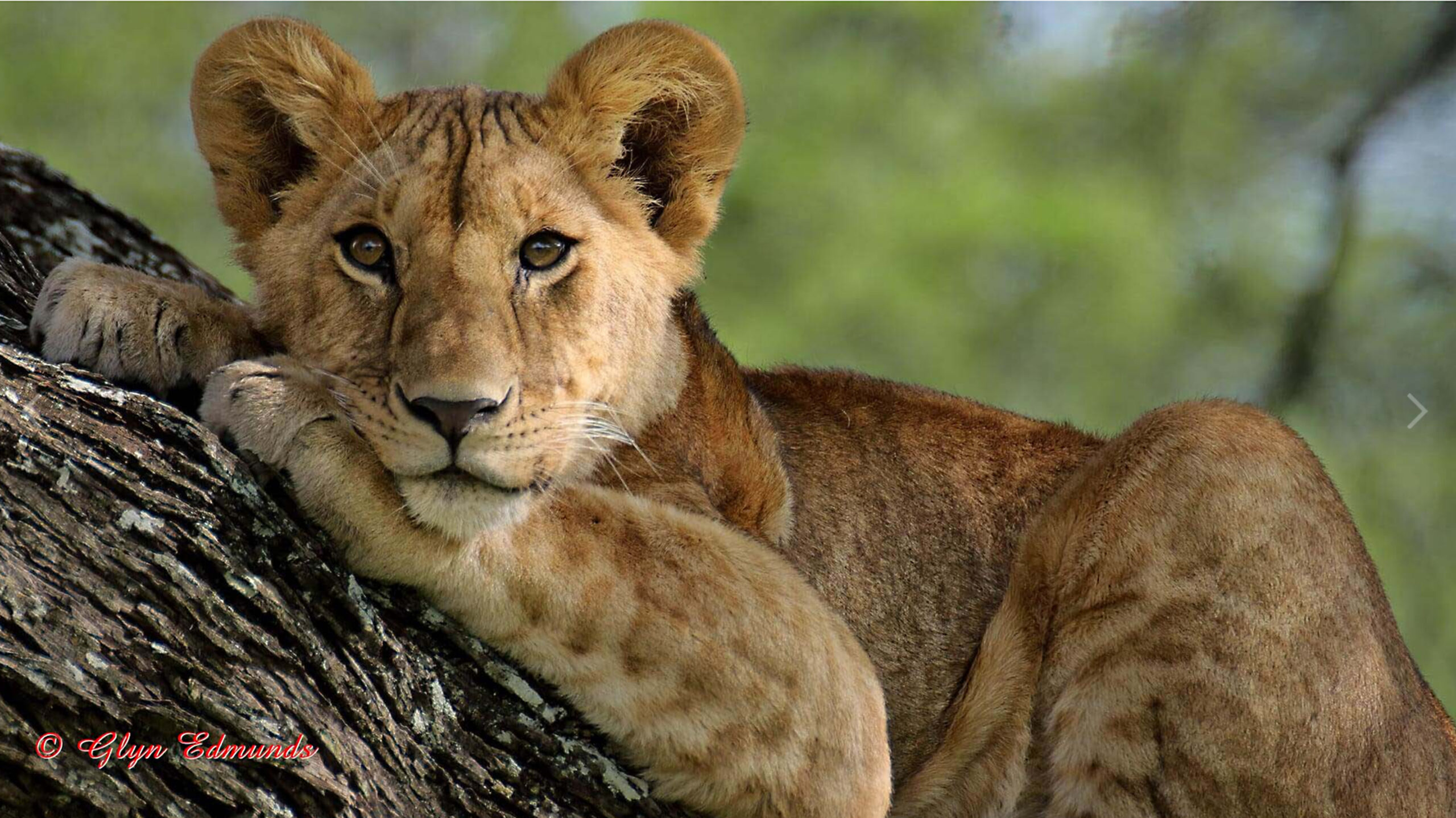 Cowal Camera Club members taken on photographic safari to Kenya