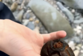 Child finds grenade on beach